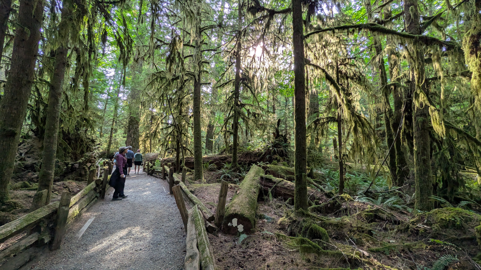 Cathedral Grove