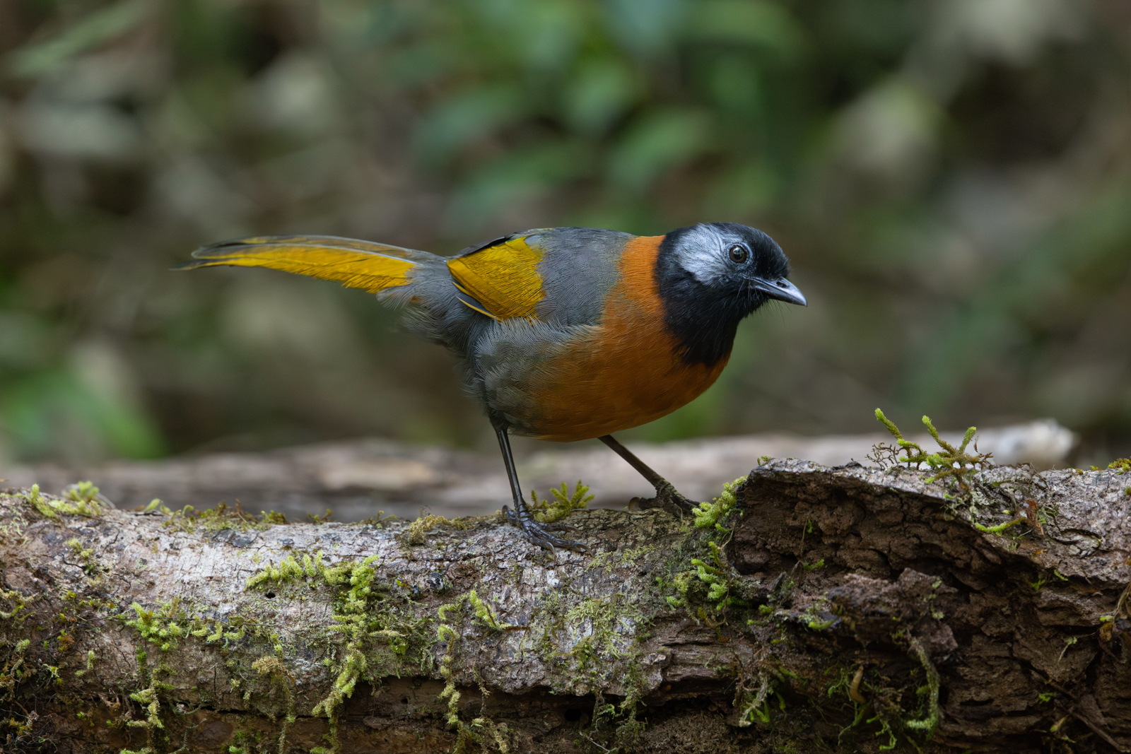 Collared Laughingrthrush