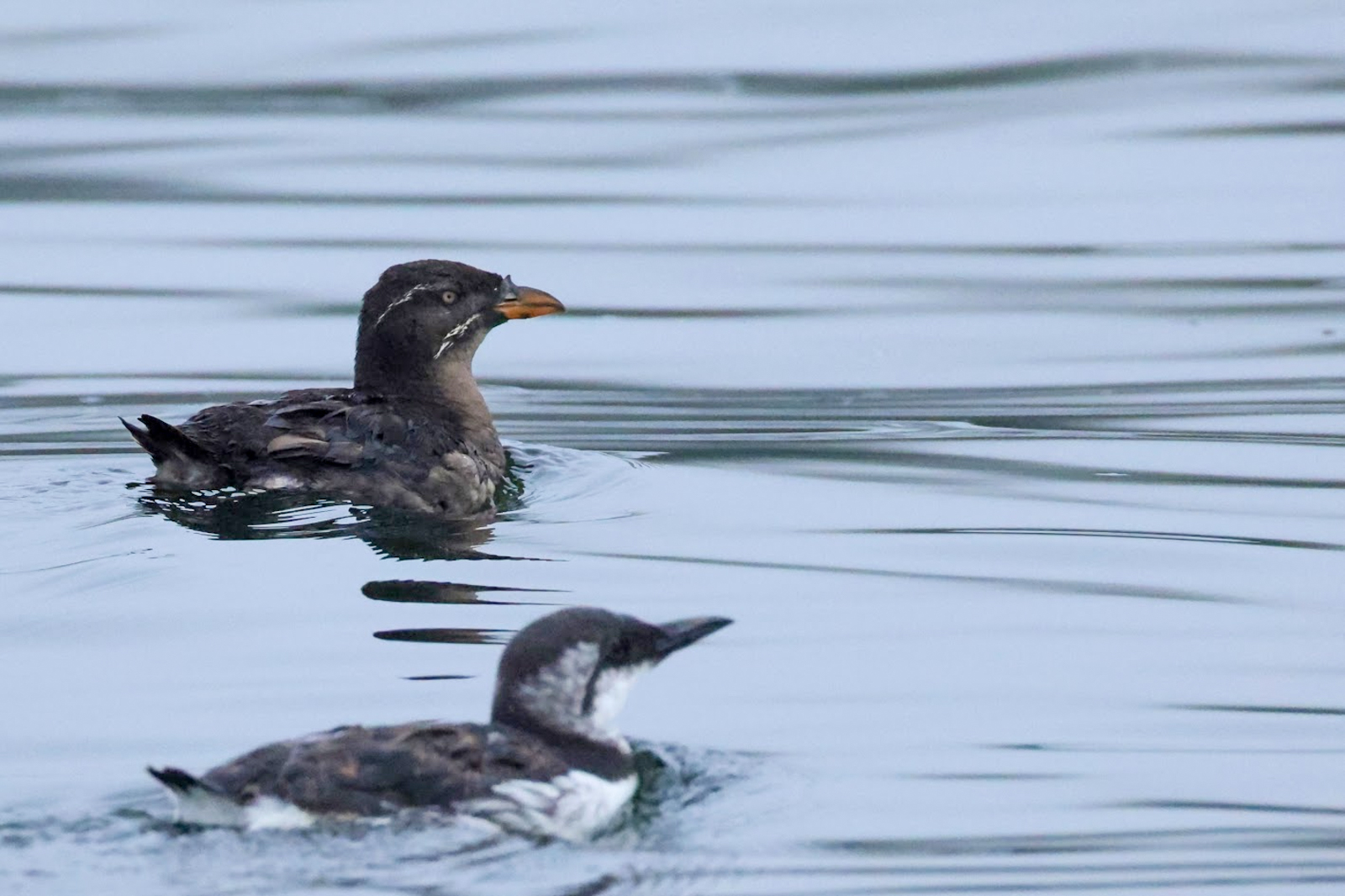 Common Murre and Rhinoceros Auklet