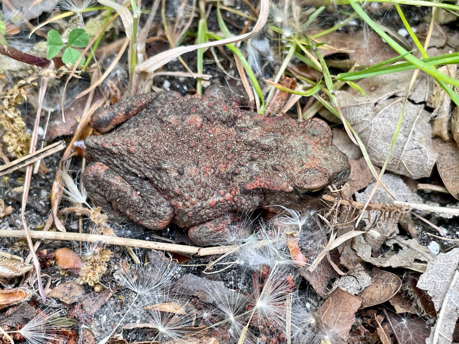 Common Toad, Zwanenwater