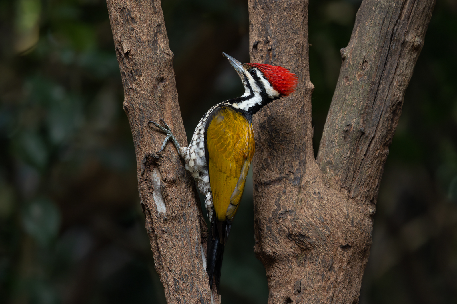 Common Flameback