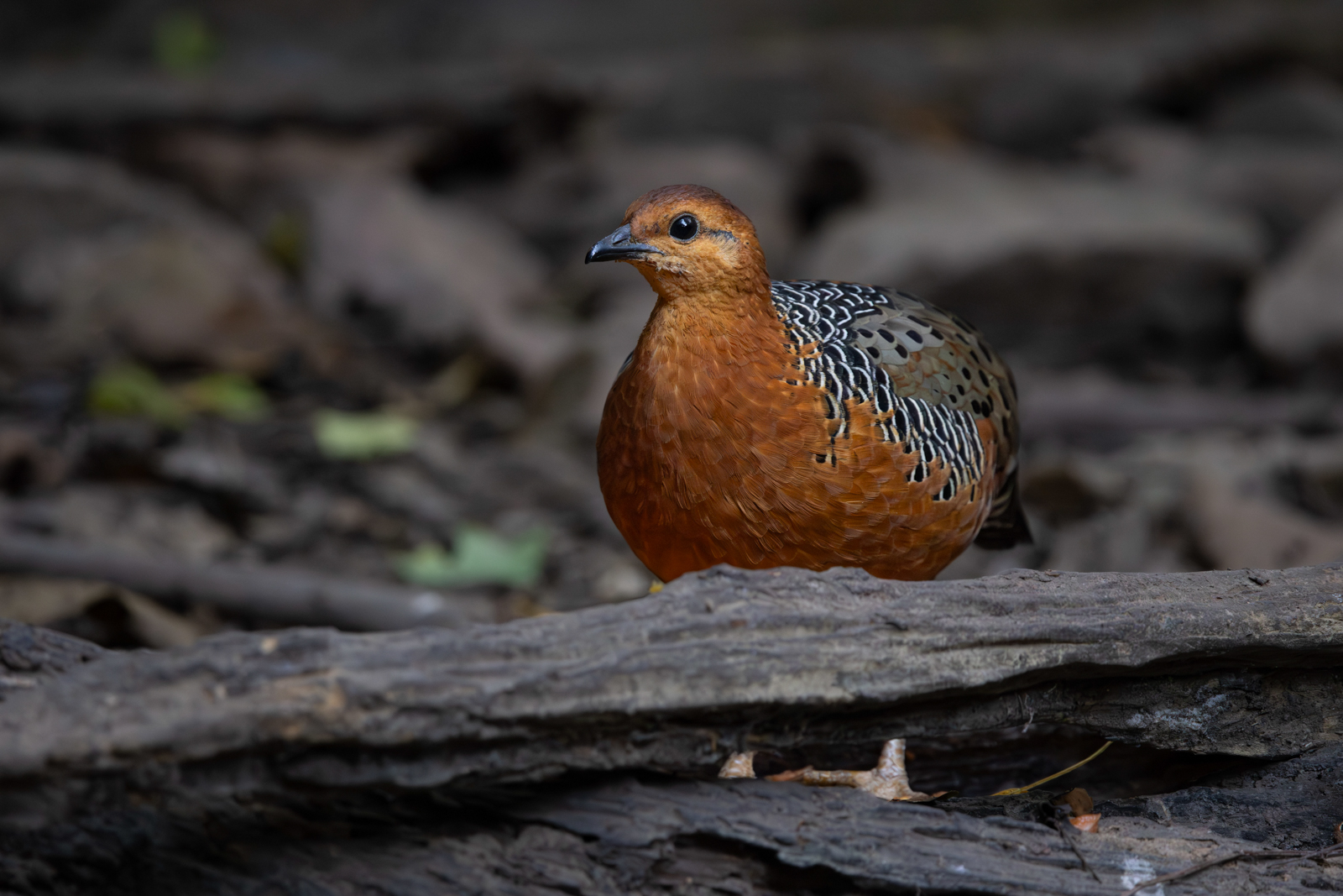 Ferruginous Partridge