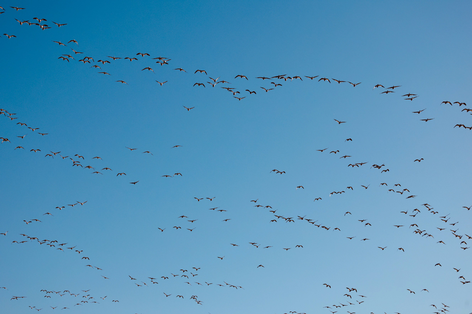Flock of Snow Geese