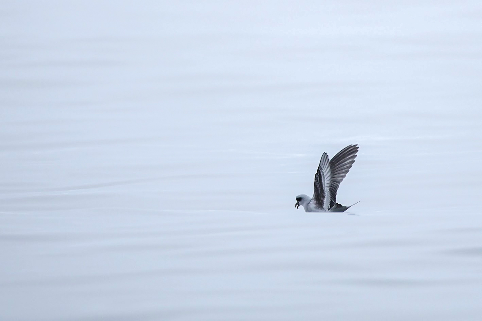 Fork-tailed Storm-Petrel