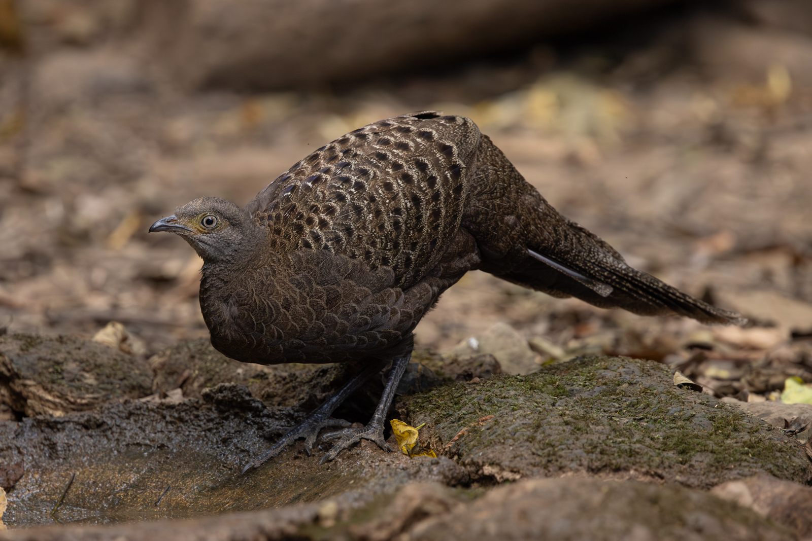 Gray Peacock-Pheasant