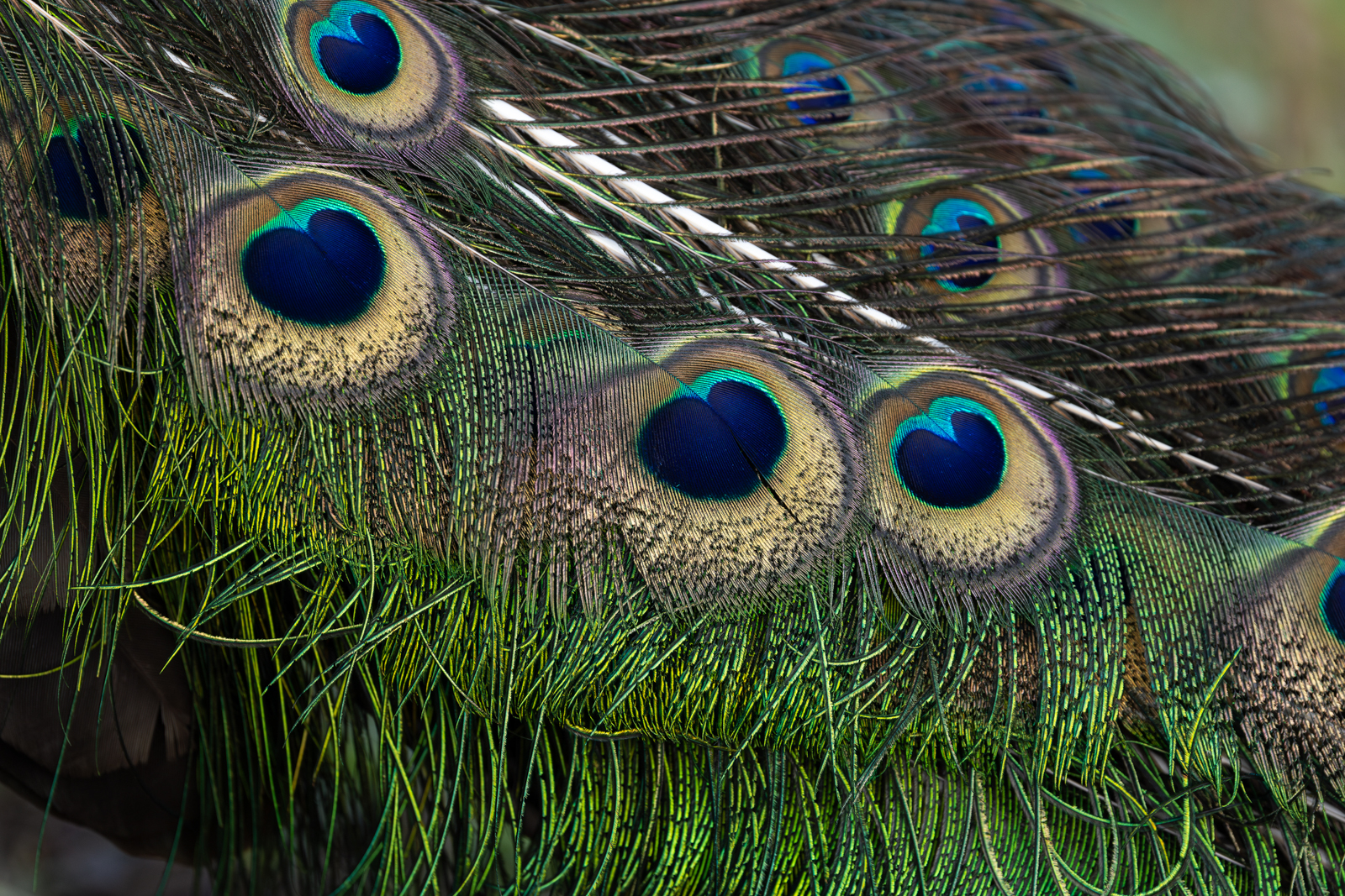 Green Peafowl feathers close-up