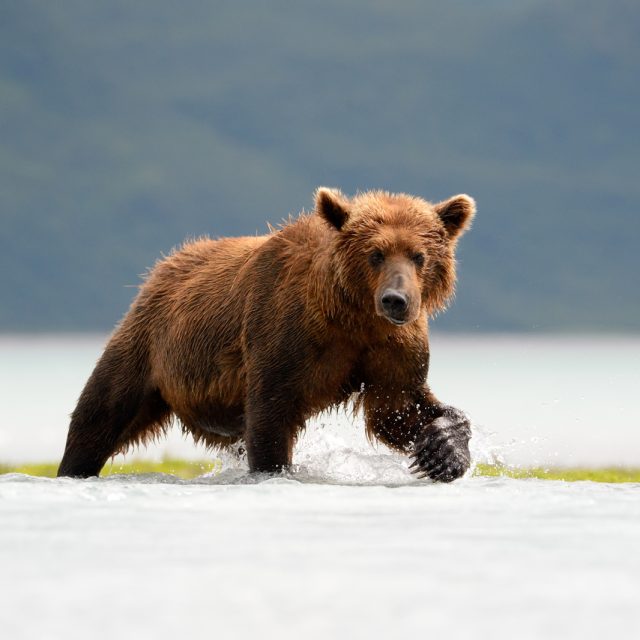 Grizzly Bear on coast