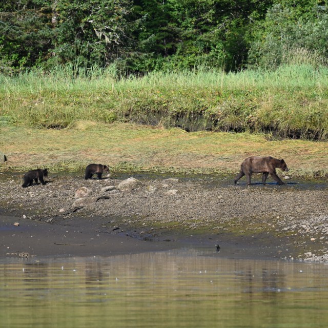 Grizzly bear and cubs in Khutzymateen