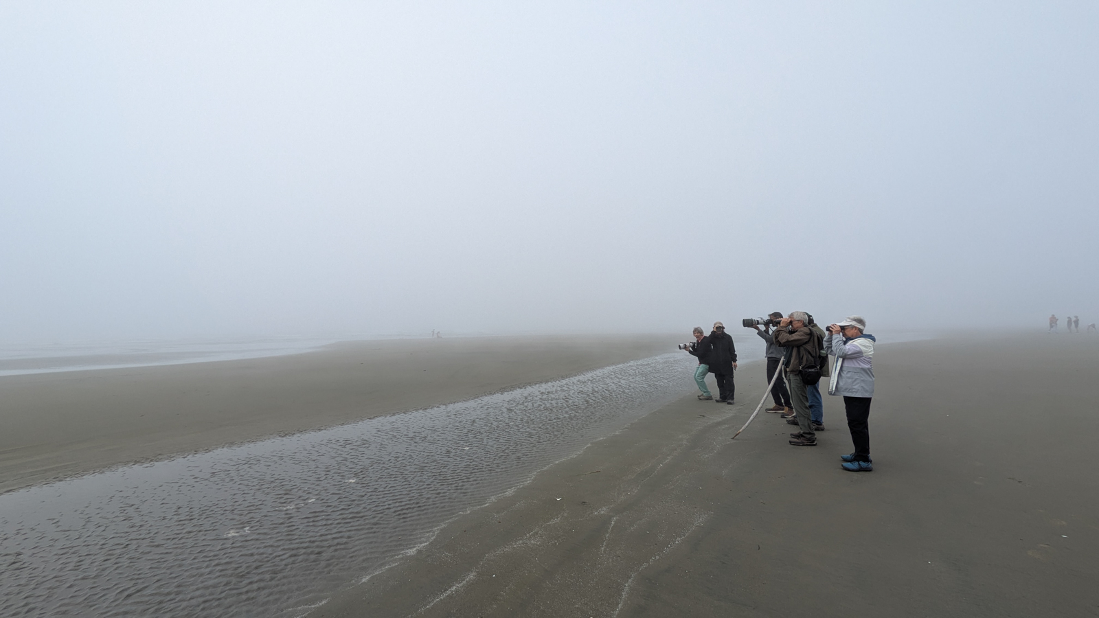 Birding in the fog in Tofino