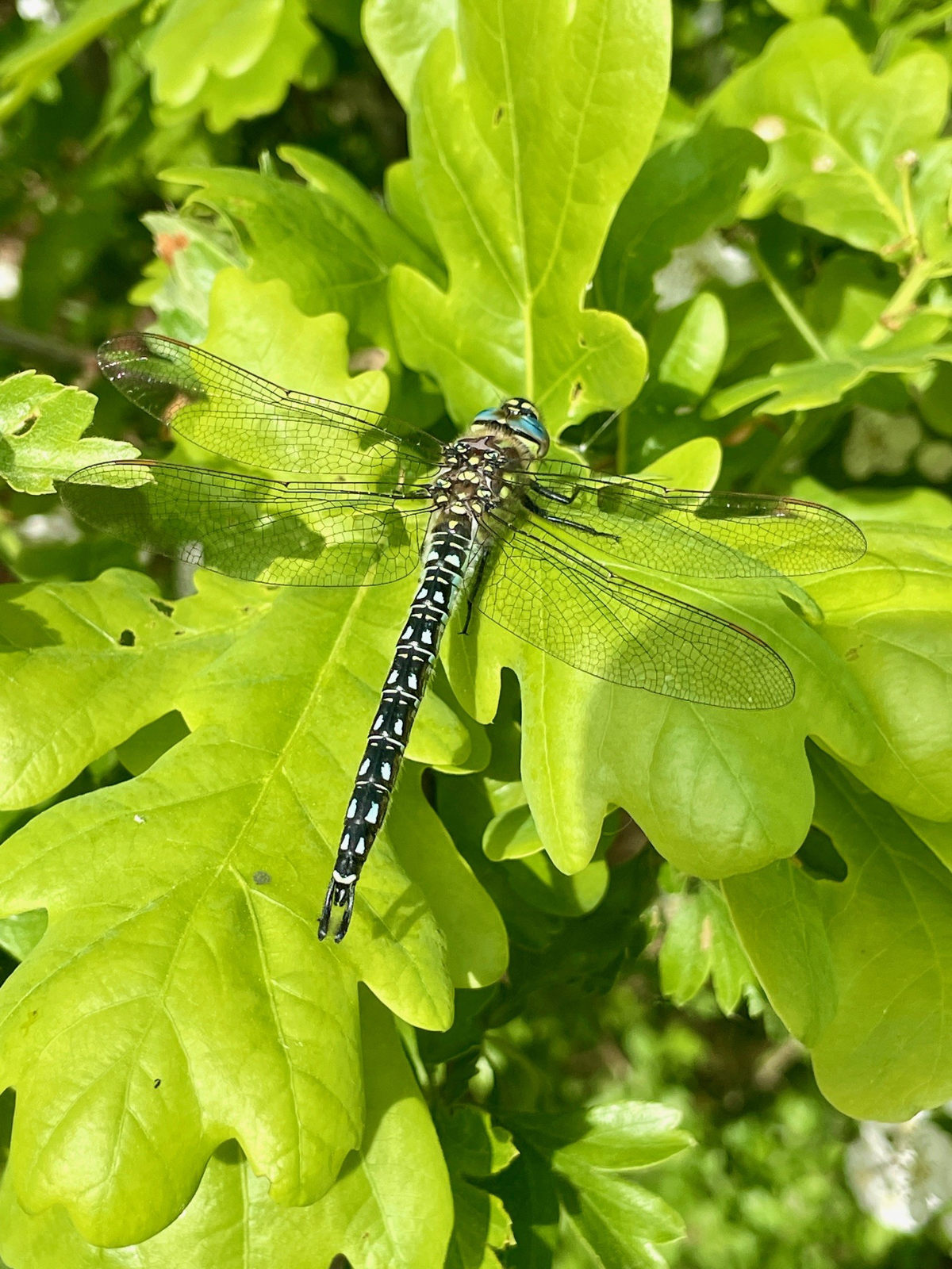 Hairy Dragonfly Zwanenwater