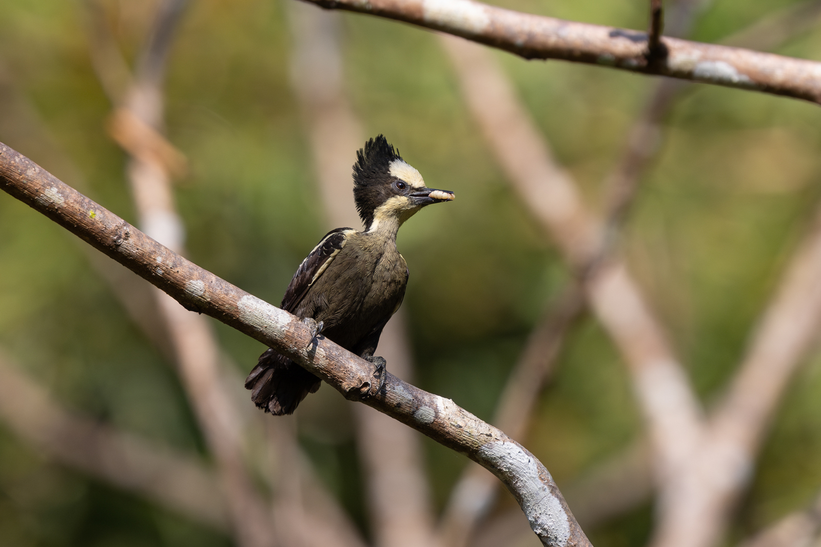 Heart-spotted Woodpecker