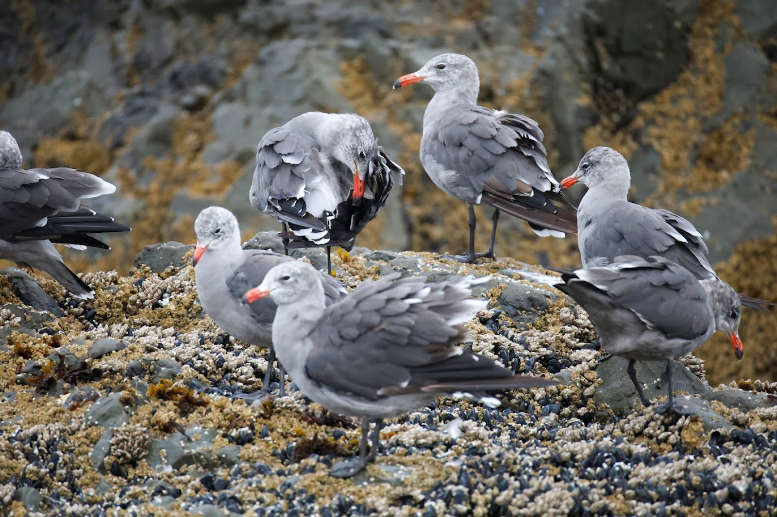 Heerman's Gulls