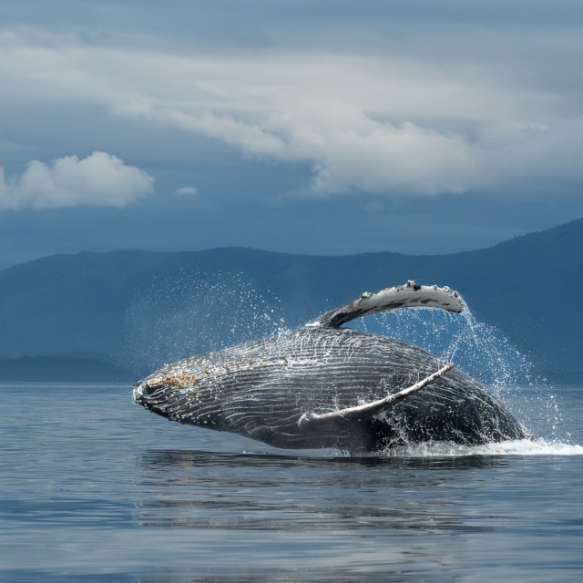 Humpback breaching