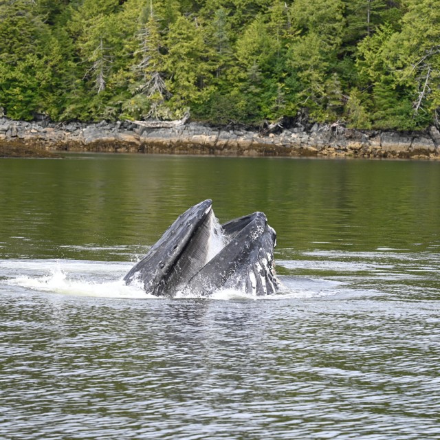 Humpback Bubble-net feeding