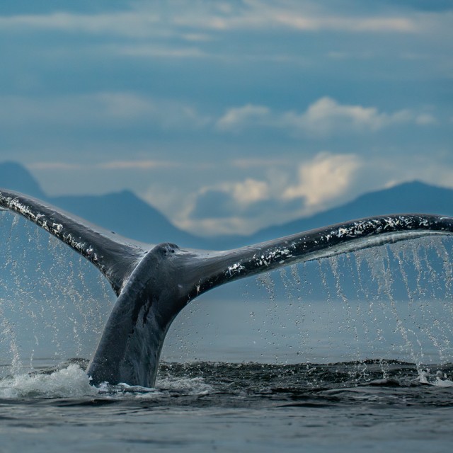 Humpback tail