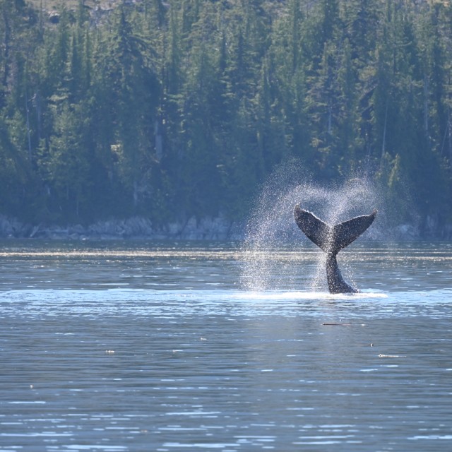 Humpback slapping tail