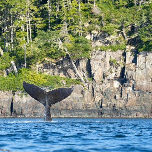 Humpback tail