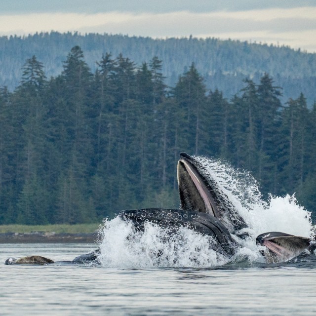 Humpbacks bubblenet feeding