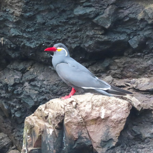 Inca Tern