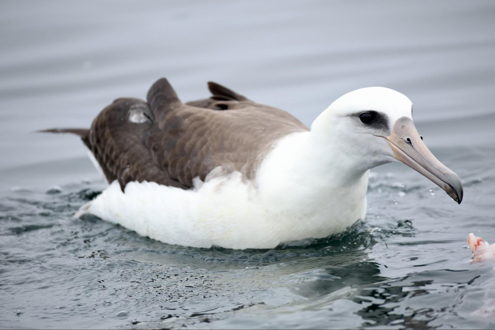 Laysan Albatross
