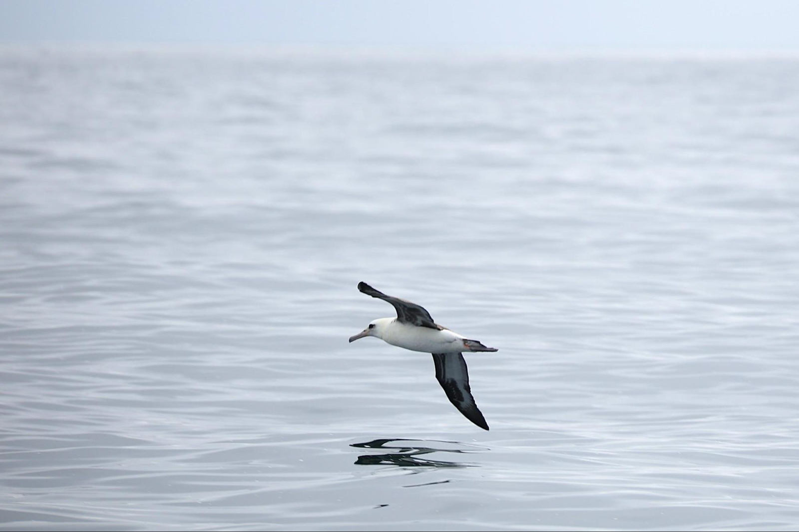 Laysan Albatross in flight