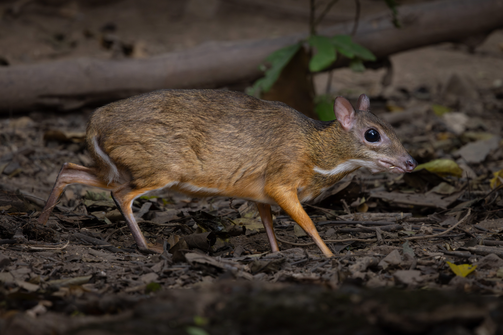 Lesser Oriental Chevrotain