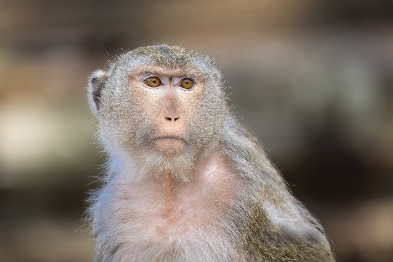 Long-tailed Macaque