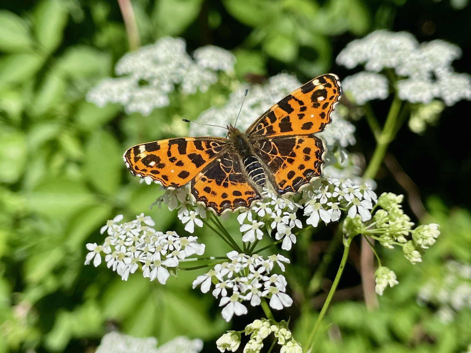 Map butterfly, Dwingelderveld