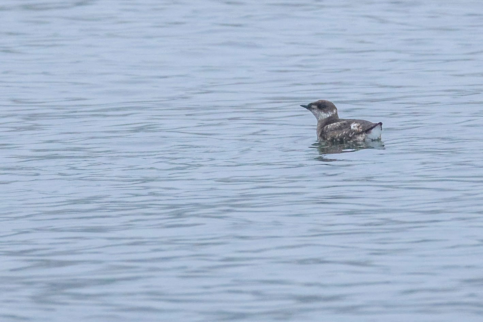 Marbled Murrelet