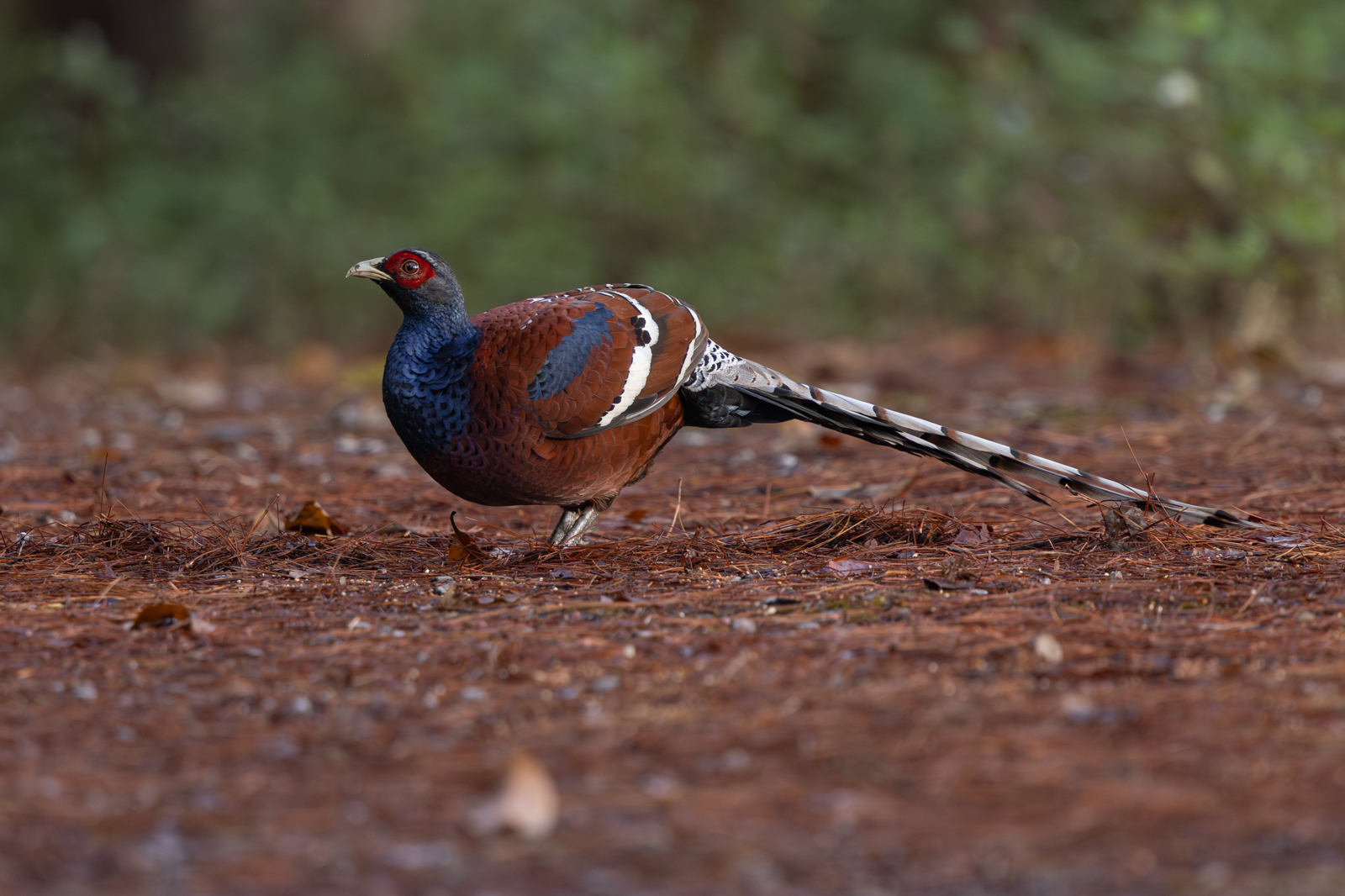 Mrs. Hume's Pheasant (male)
