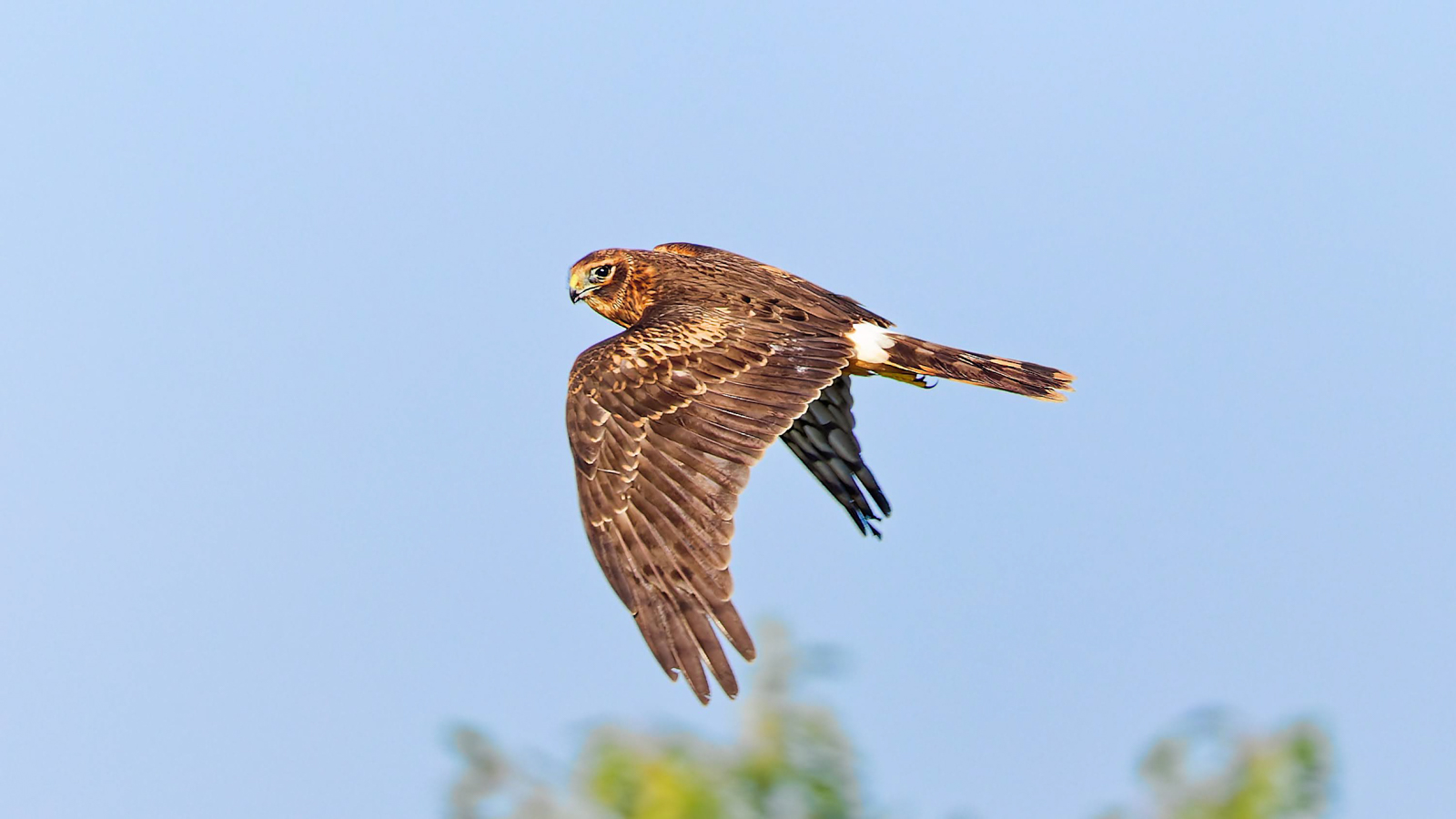 Northern Harrier 