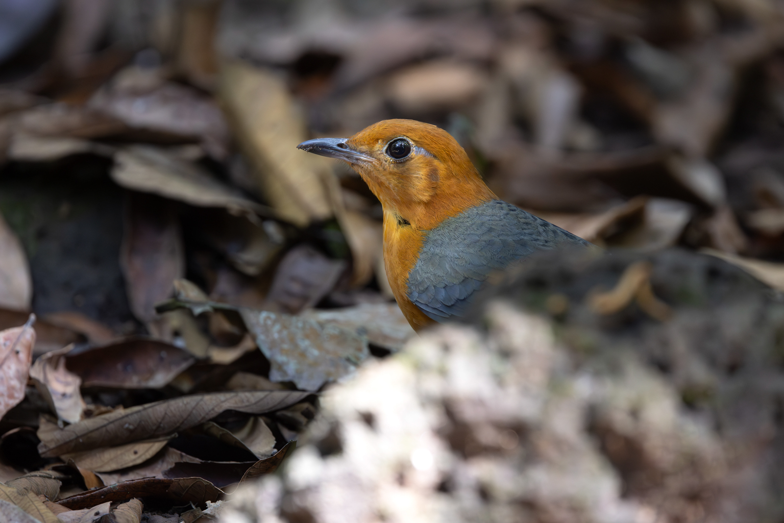 Orange-headed Thrush