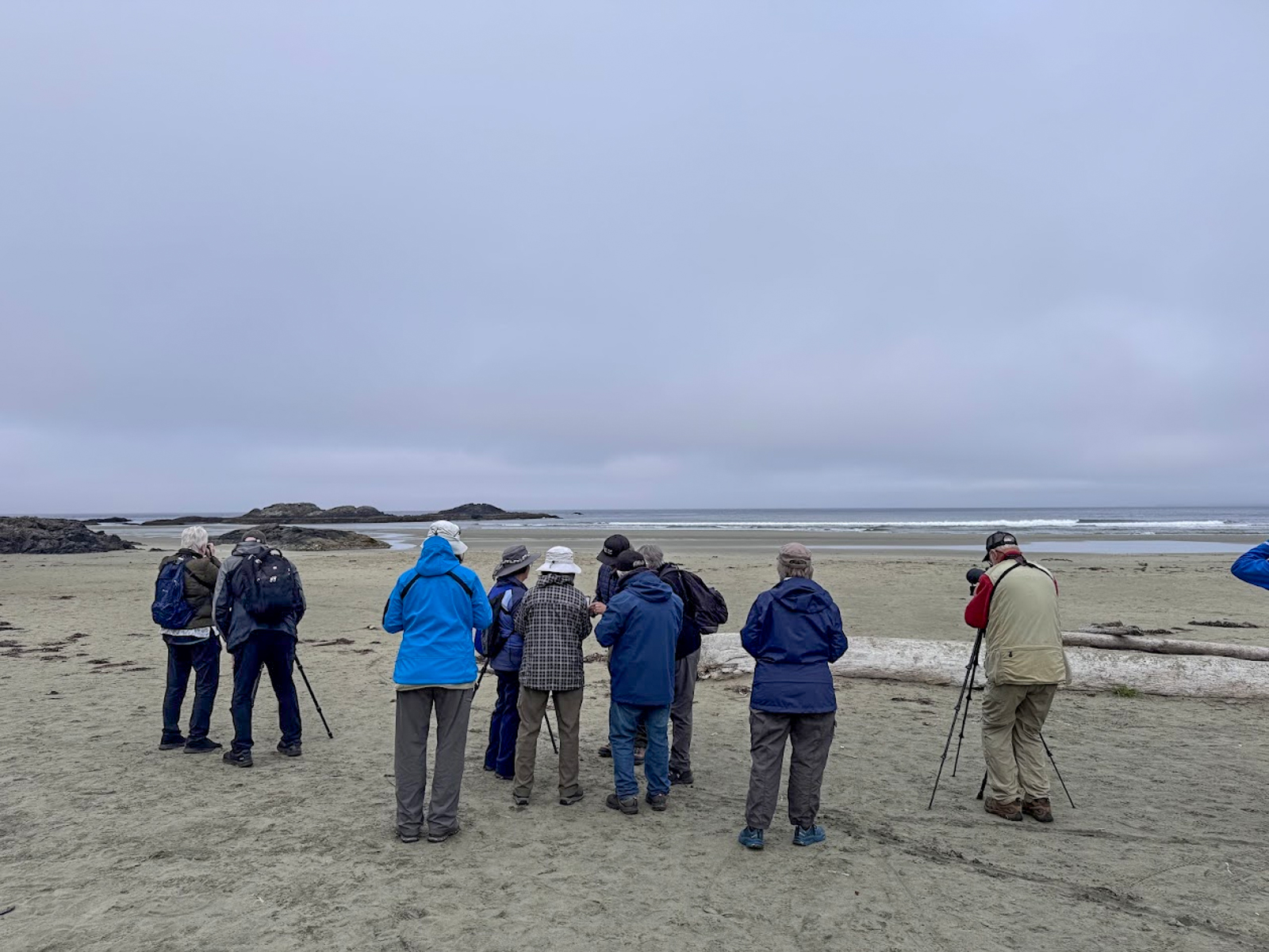 Birding Pacific Rim beaches