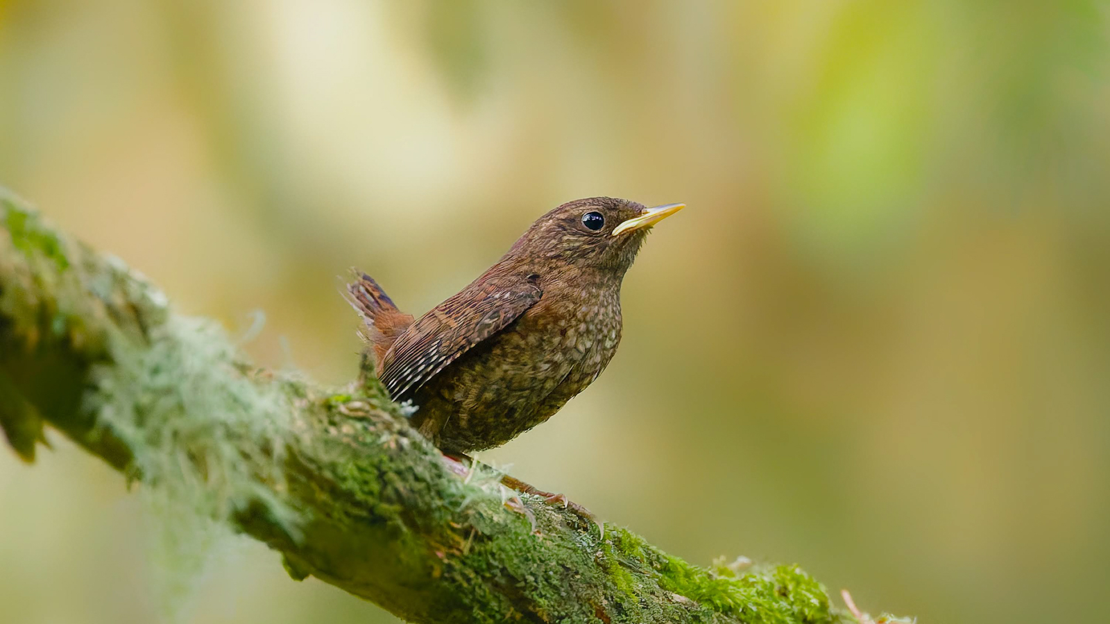 Pacific Wren