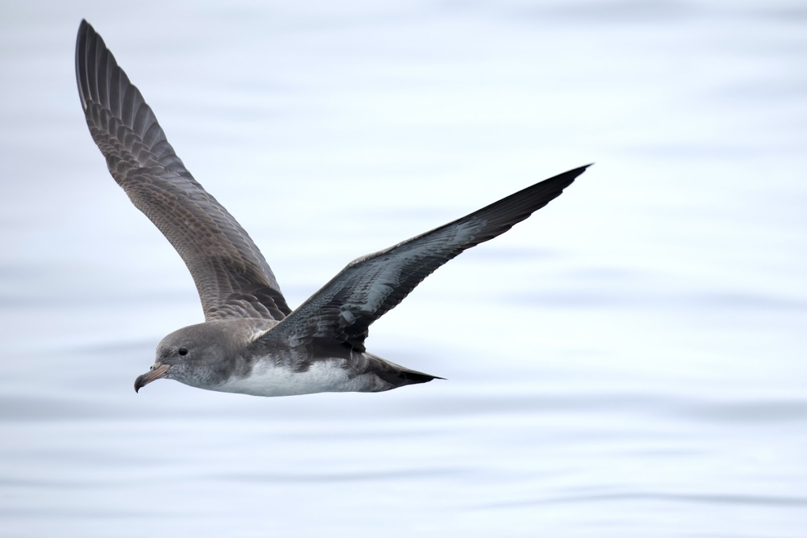 Pink-footed Shearwater