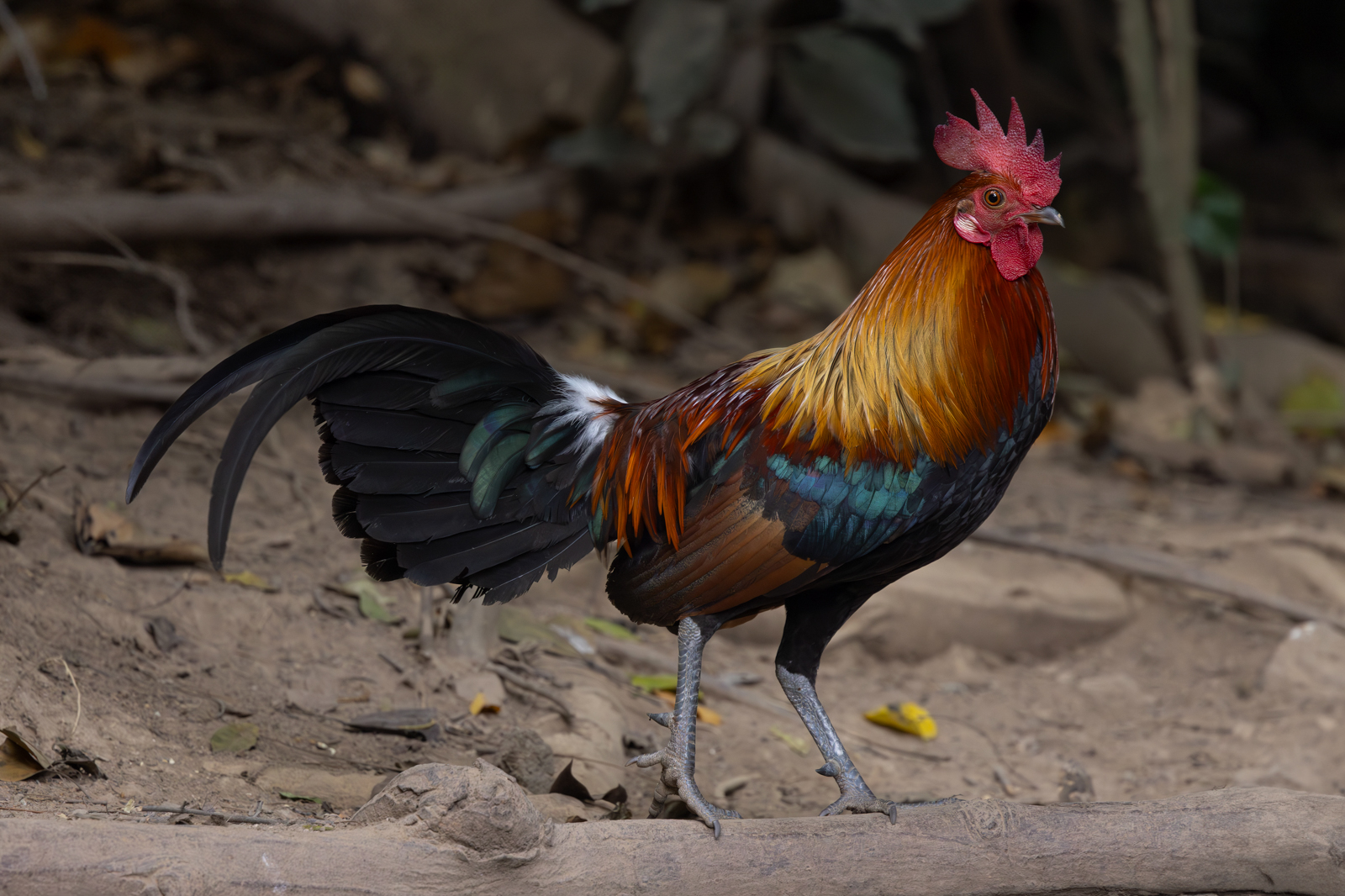 Red Junglefowl