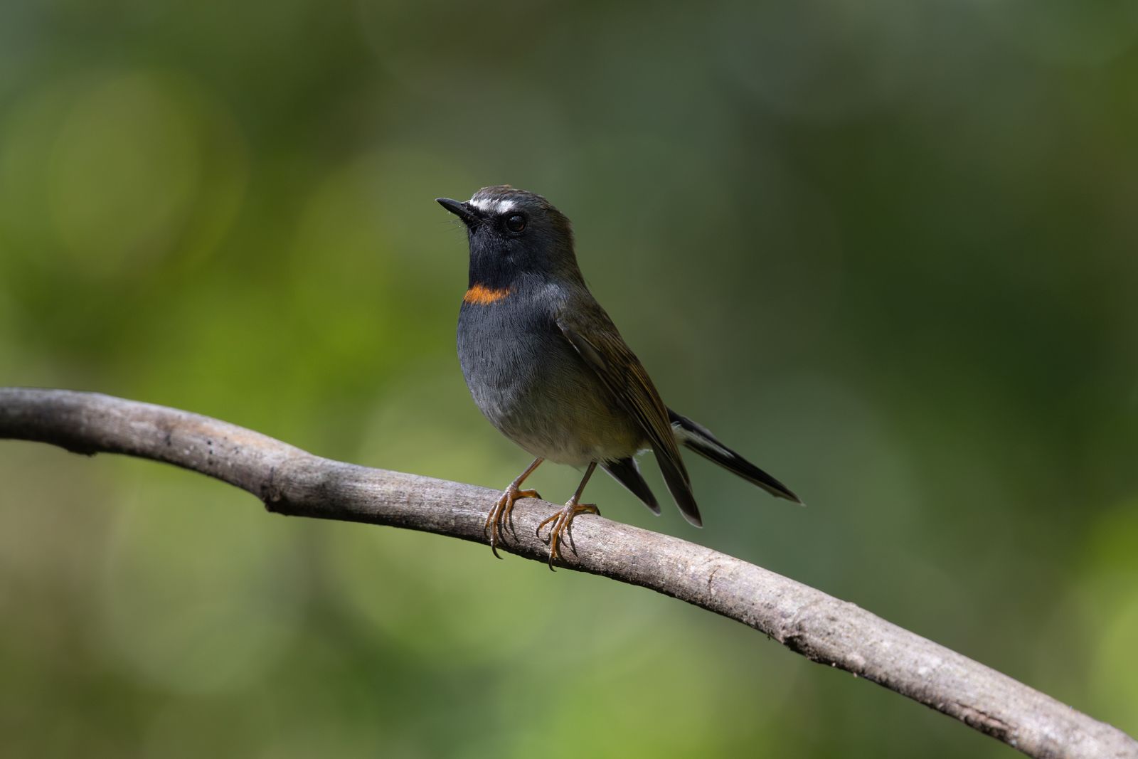 Rufous-gorgeted Flycatcher