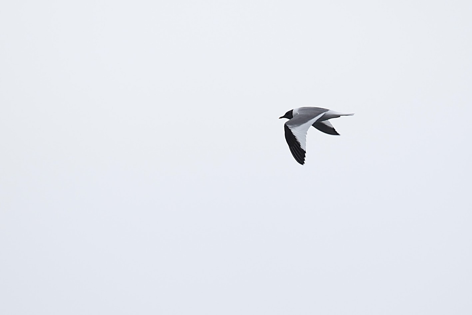 Sabine's Gull