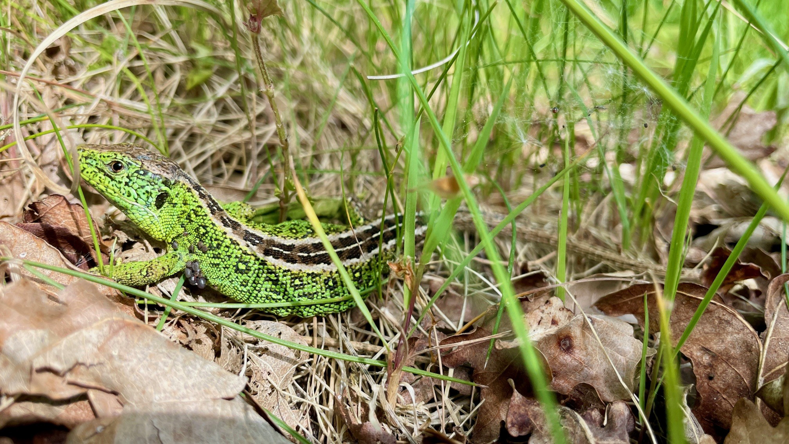 Sand Lizard, Zwanenwater