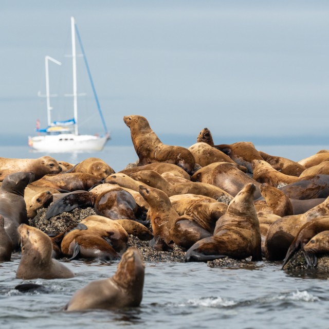 Sea lions