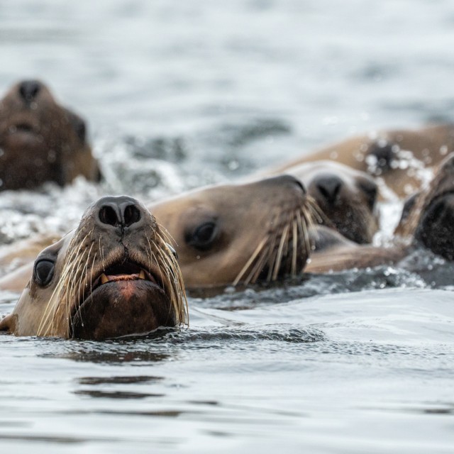 Sea lions