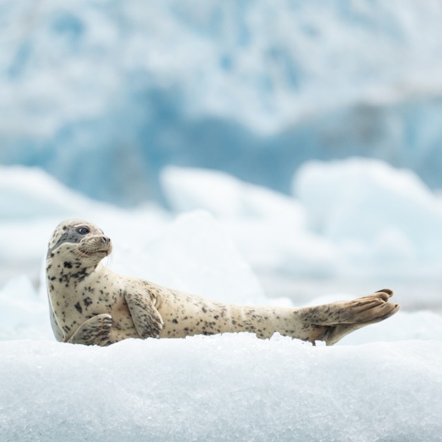 Seal at glacier