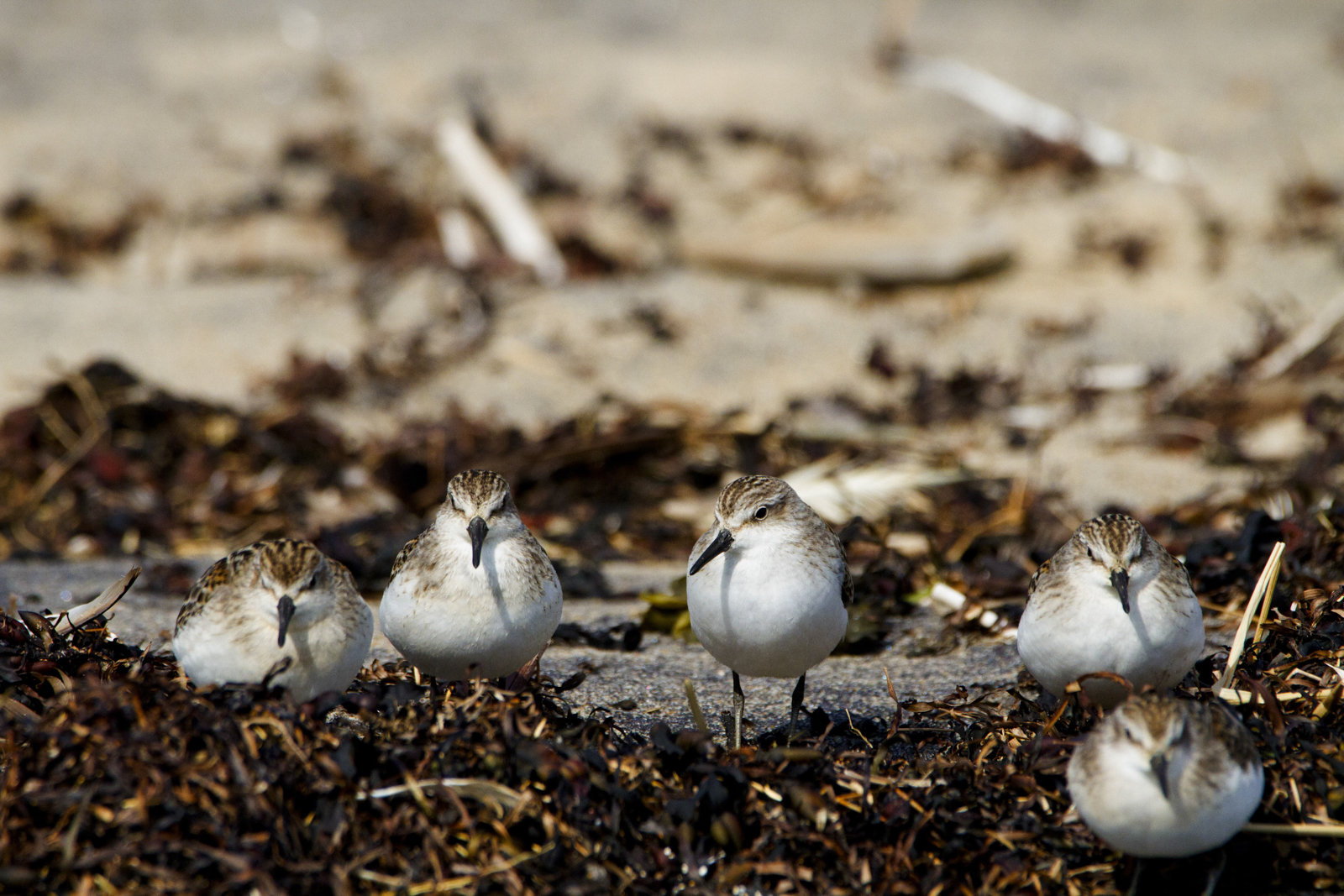 Semipalmated Sandpiper