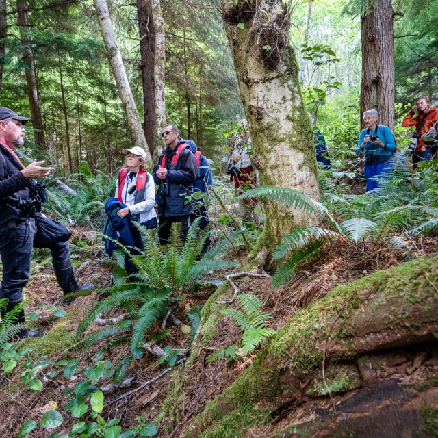 Visiting temperate rainforest