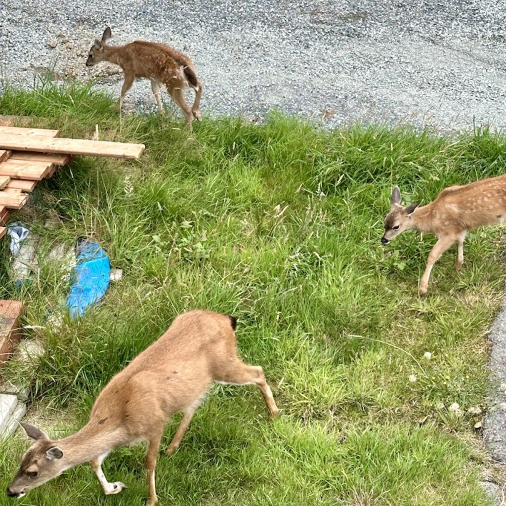 Sitka Deer