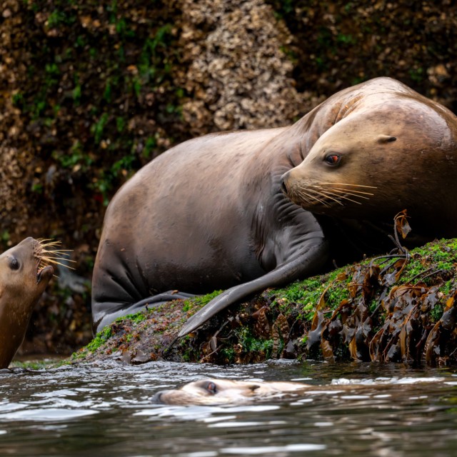 Steller sea lions interacting near Port McNeill, Vancouver Island, Canada