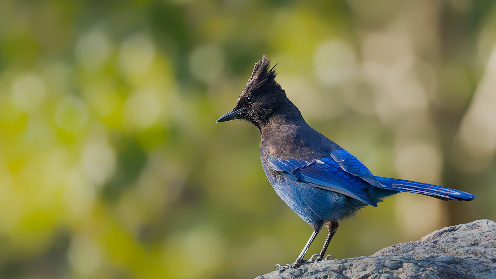 Steller's Jay
