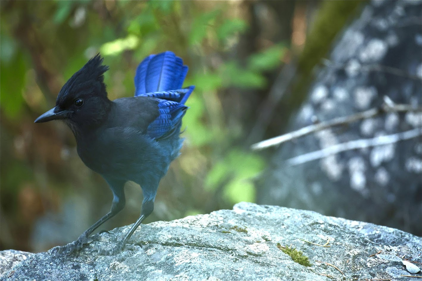 Steller's Jay