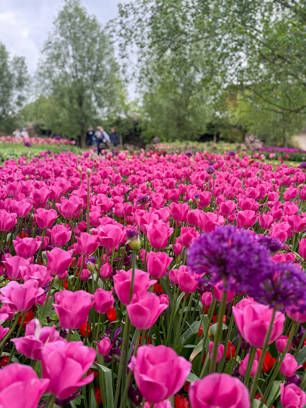 Tulips, Keukenhof