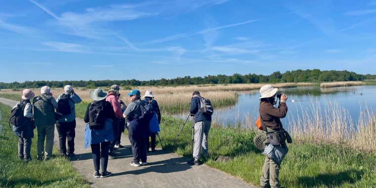 Netherlands Birding Tour 2025